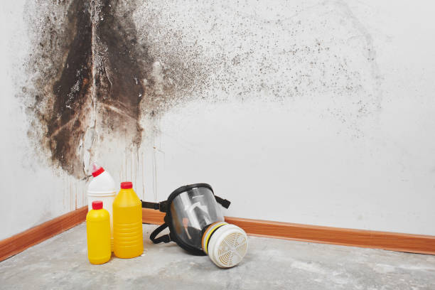 Best Home Mold Removal  in Smithville Sanders, IN