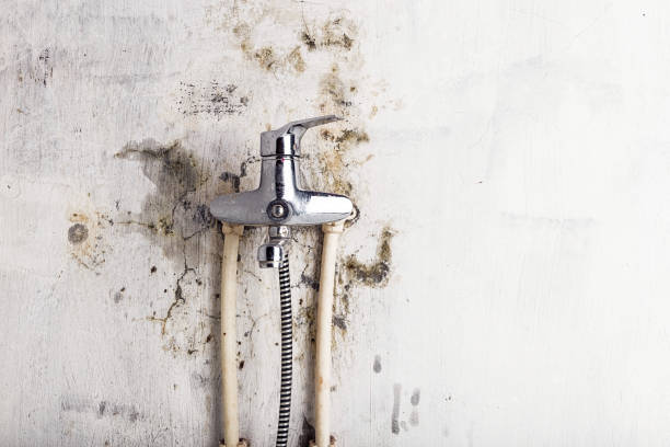 Reliable Smithville Sanders, IN Mold Removal Solutions