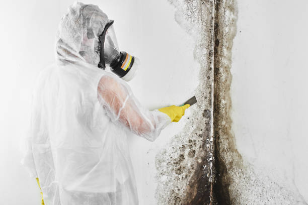 Certified Mold Removal in Smithville Sanders, IN