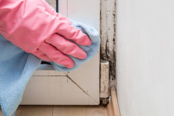 Mold Removal and Inspection in Smithville Sanders, IN